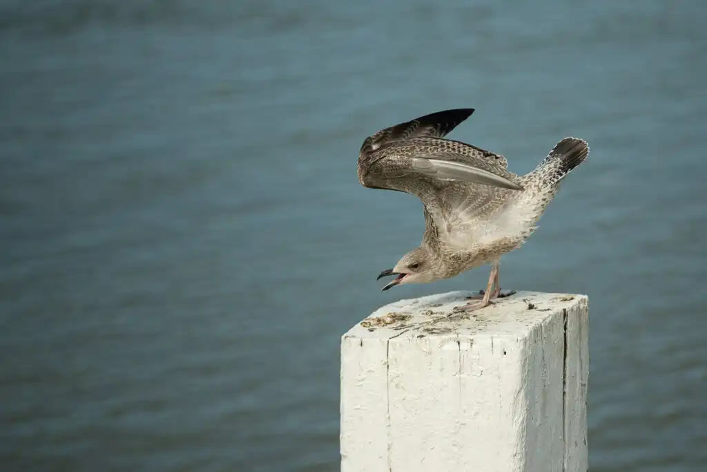 Subcampeona de Europa de imitación de gaviotas: ¿qué es el European Seagull Screeching Championship?